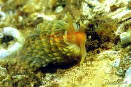 Image of Aeolidiella alderi (Cocks 1852)