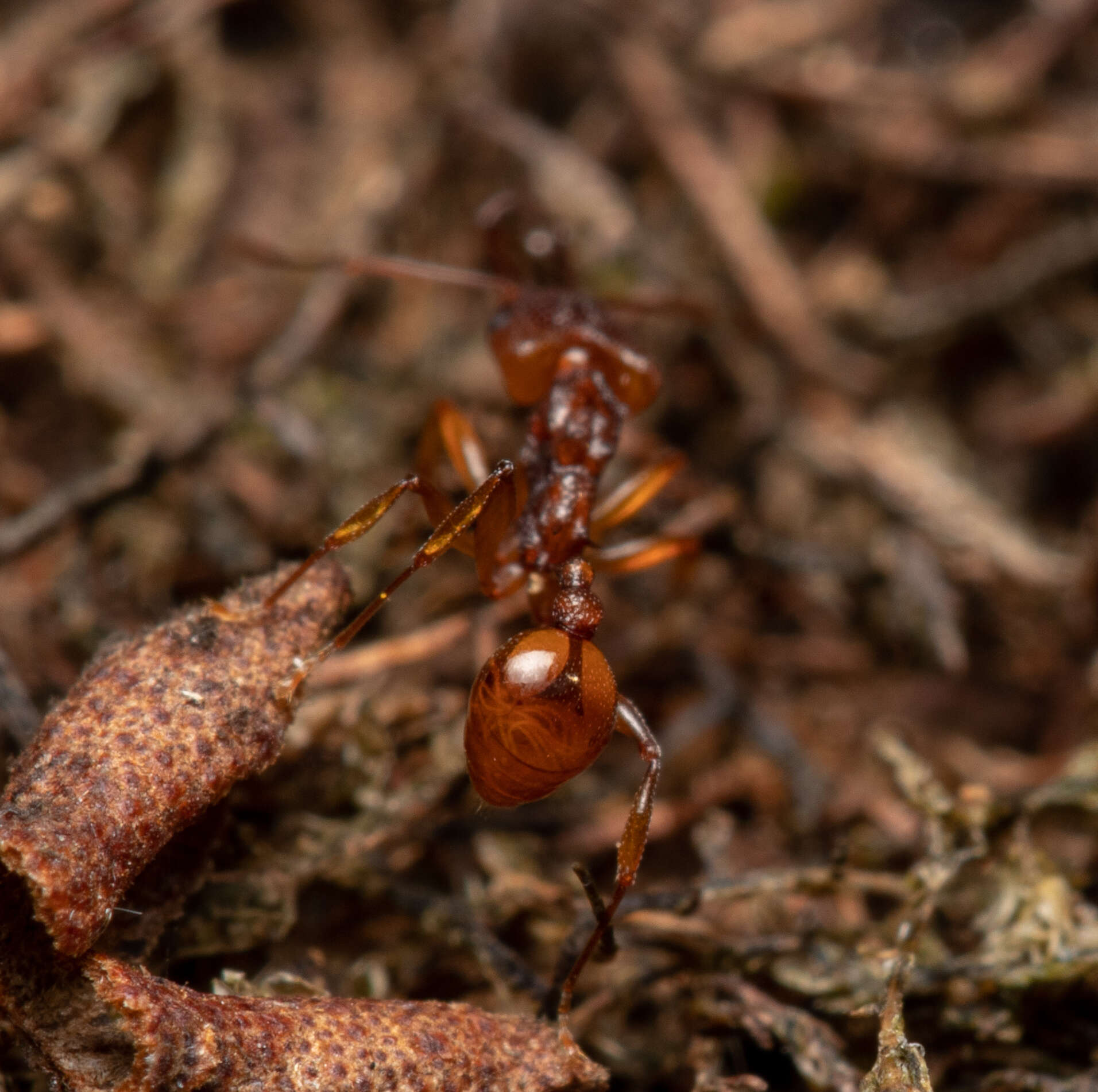 Image of Orectognathus antennatus Smith 1853