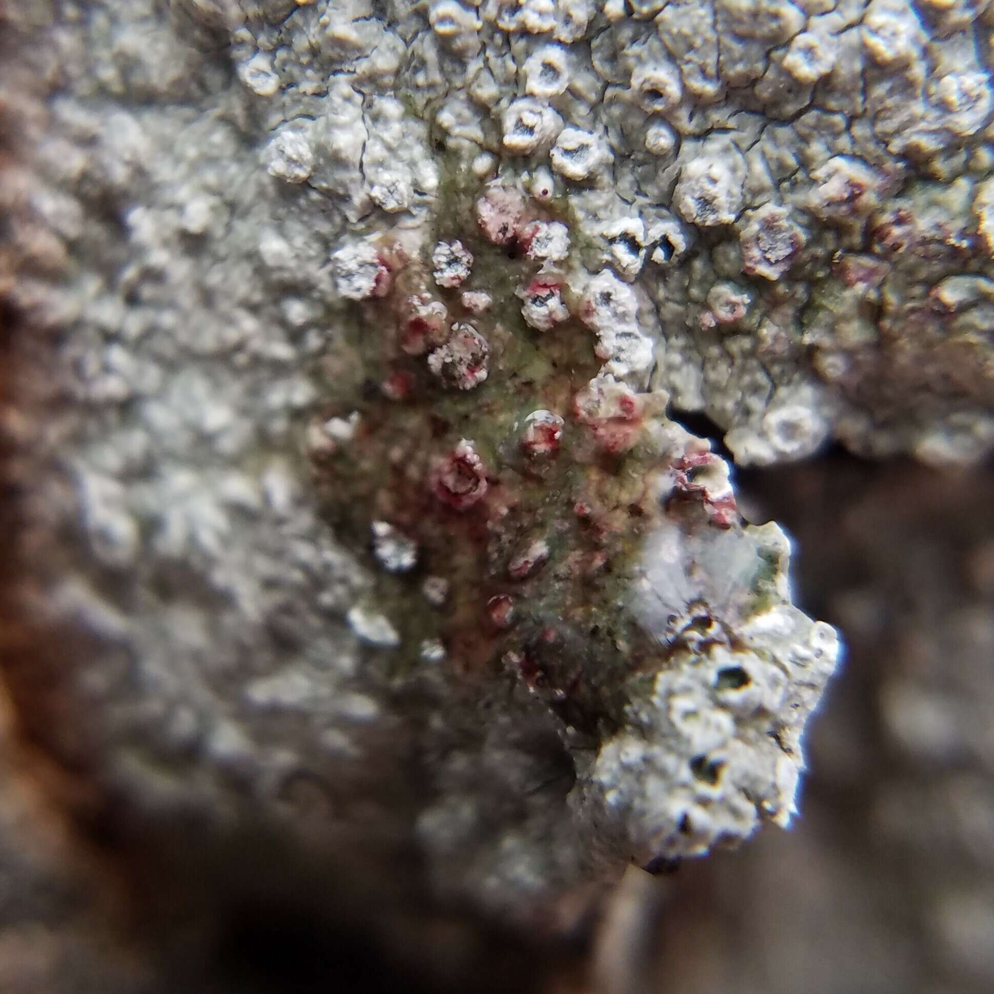 Image of pore lichen