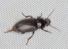 Imagem de Harpalus (Pseudoophonus) calceatus (Duftschmid 1812)