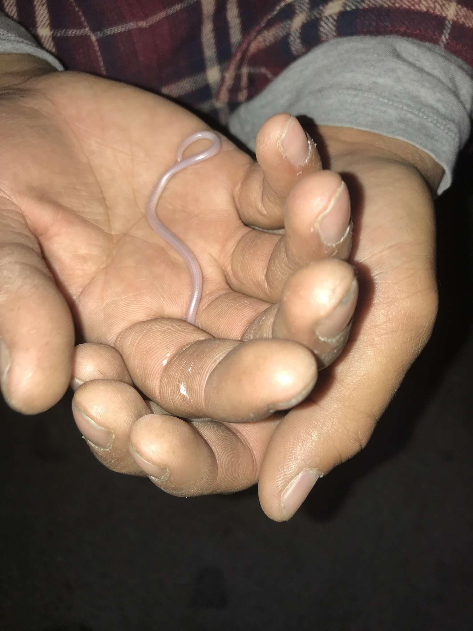 Image of Western Blind Snake