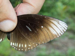 Image of <i>Euploea core godartii</i>