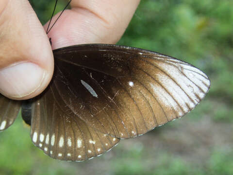 صورة <i>Euploea core godartii</i>