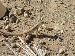 Image of Bosk’s fringe-toed lizard