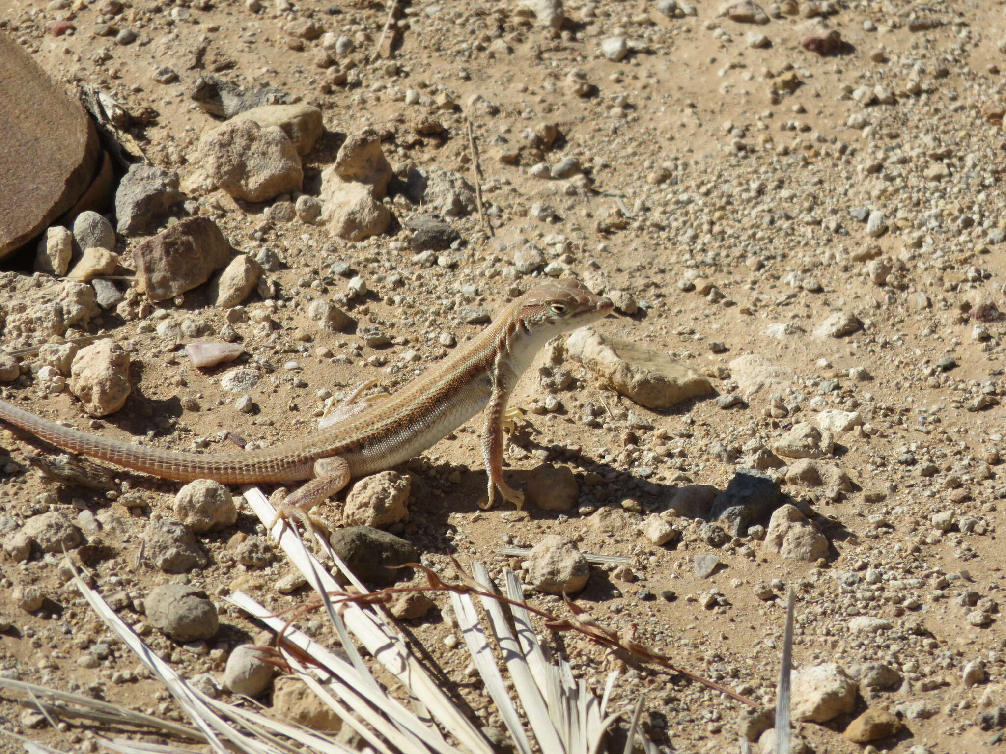 Image of Bosk’s fringe-toed lizard