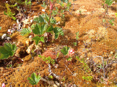 Image of cloudberry