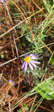 Image of Ionactis repens G. L. Nesom