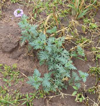 Image of South American mock vervain