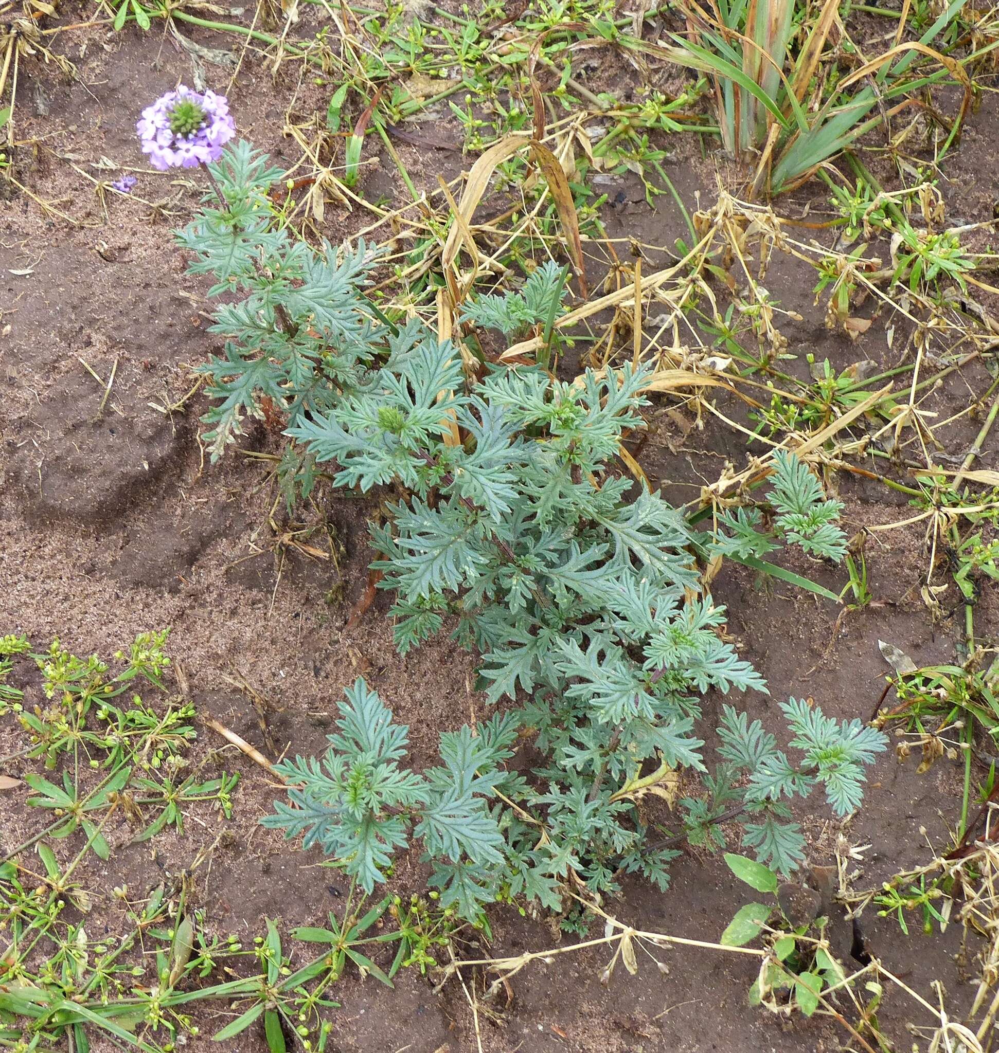 Image de Glandularia tenera (Spreng.) Cabrera