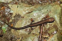 Image of Shenandoah Salamander