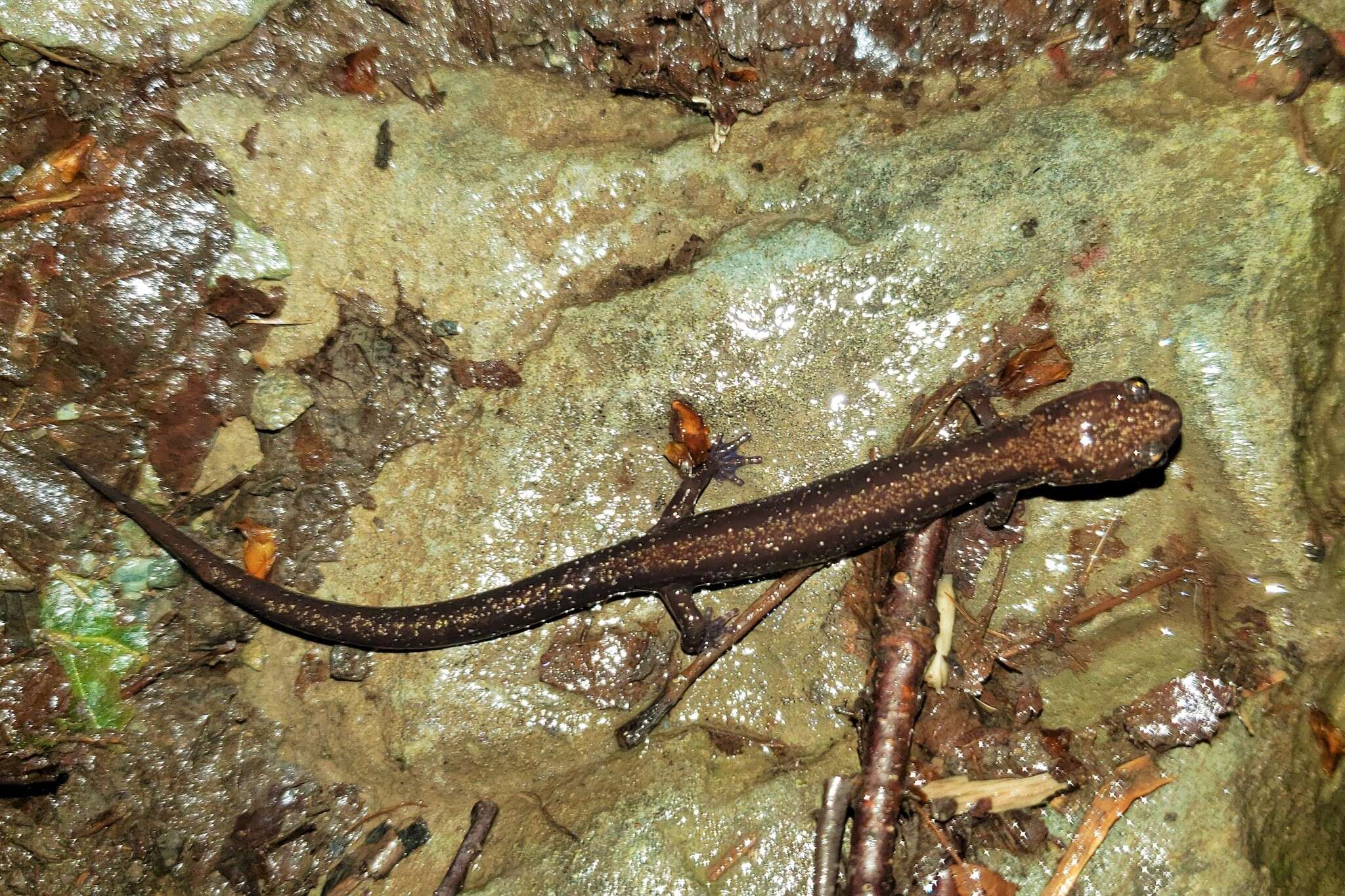 Image of Shenandoah Salamander