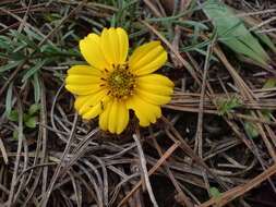 Imagem de Thelesperma graminiformis (Sherff) T. E. Melchert