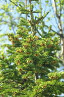 Image of Siberian Fir