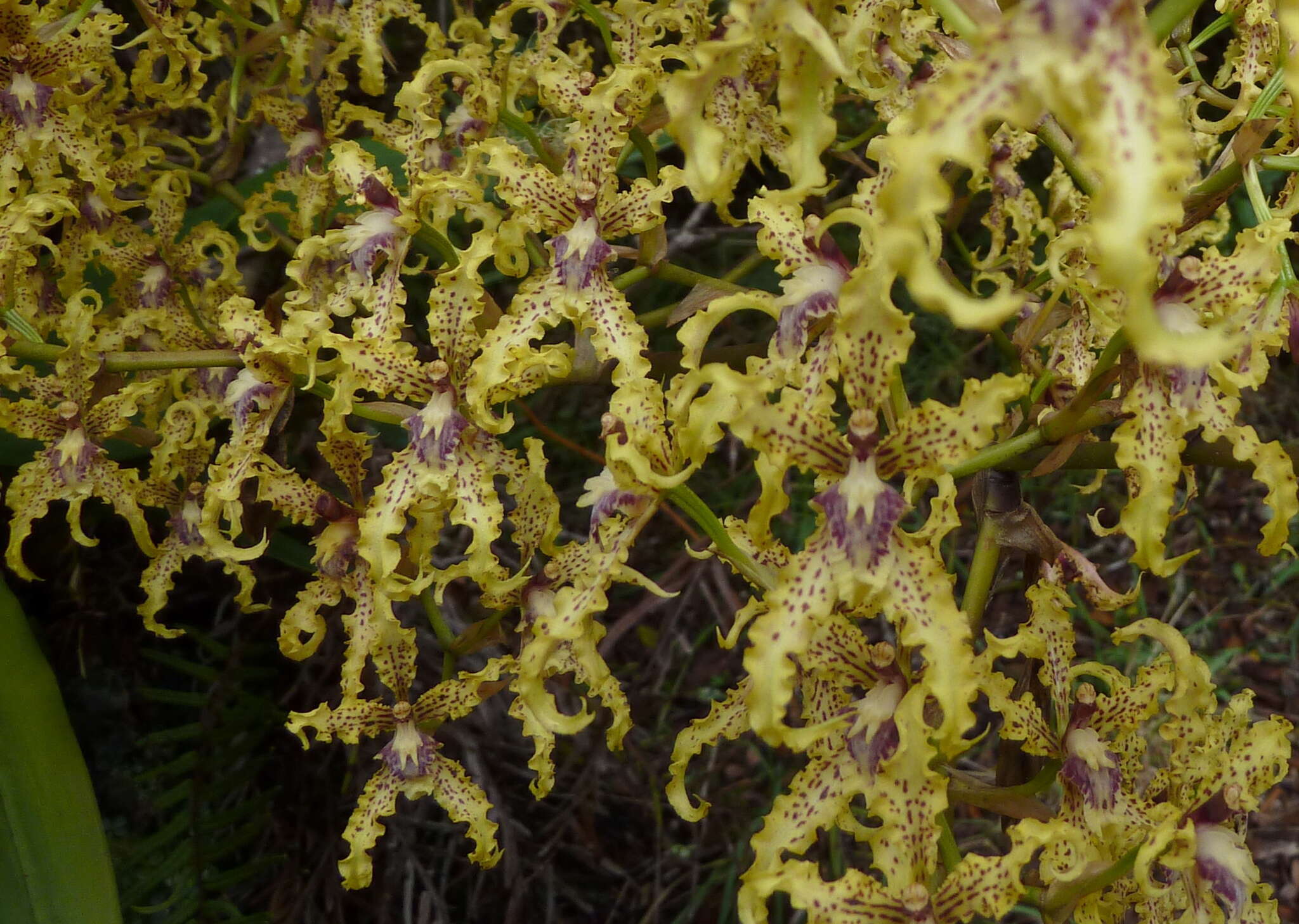 Plancia ëd Cyrtochilum ramosissimum (Lindl.) Dalström