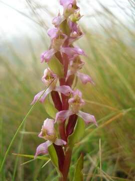 Image of Disperis tysonii Bolus