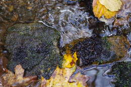 Image of hydrothyria lichen