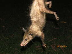 Image of Black-eared Opossum