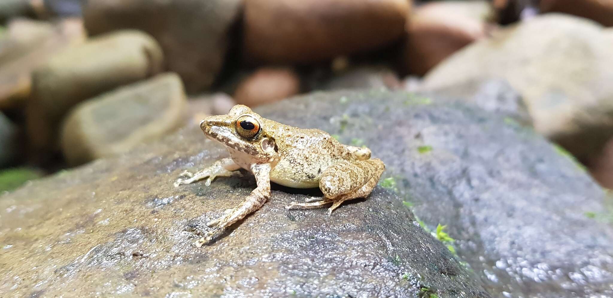 Image of Pristimantis malkini (Lynch 1980)