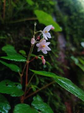 Image of Begonia crenata Dryand.