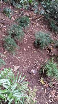 Image of Asplenium haurakiense (Brownsey) Ogle