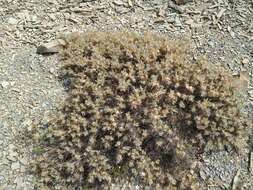 Image of Astragalus arnacanthoides (A. Boriss.) A. Boriss.