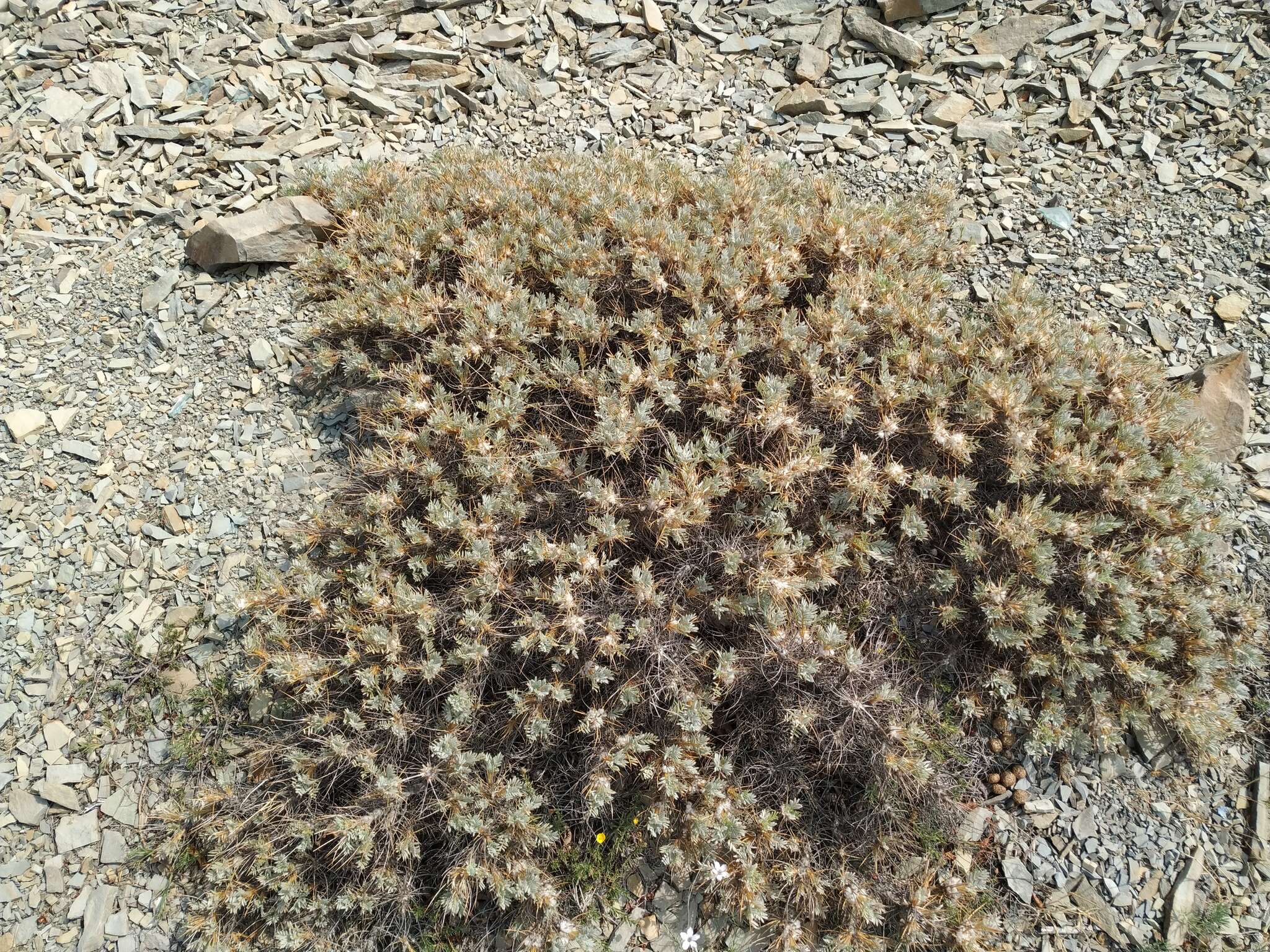 Image of Astragalus arnacanthoides (A. Boriss.) A. Boriss.