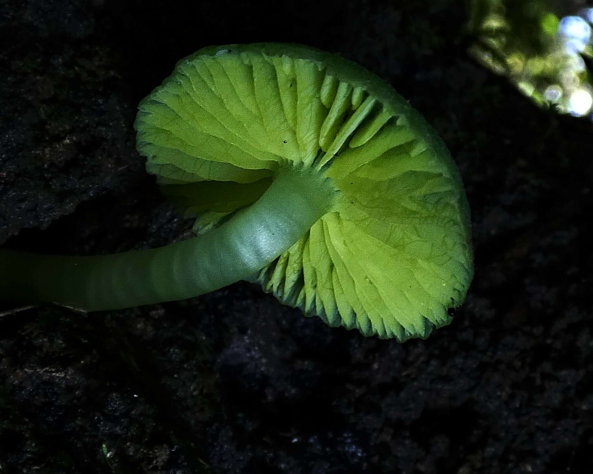 Image of Humidicutis luteovirens (E. Horak) E. Horak 1990