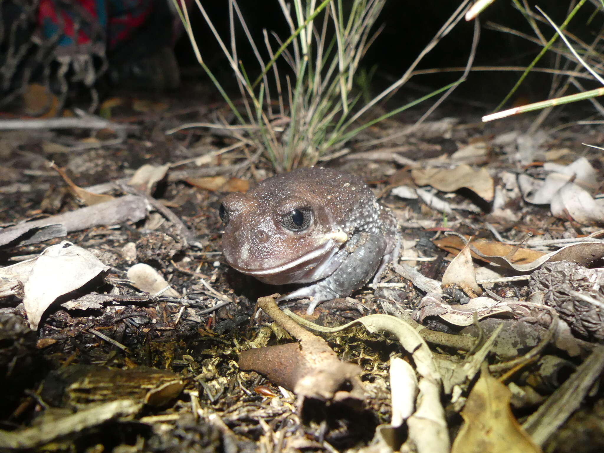 Imagem de Heleioporus australiacus (Shaw & Nodder 1795)