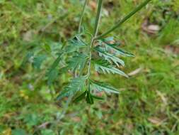 Image of Bidens triplinervia Kunth