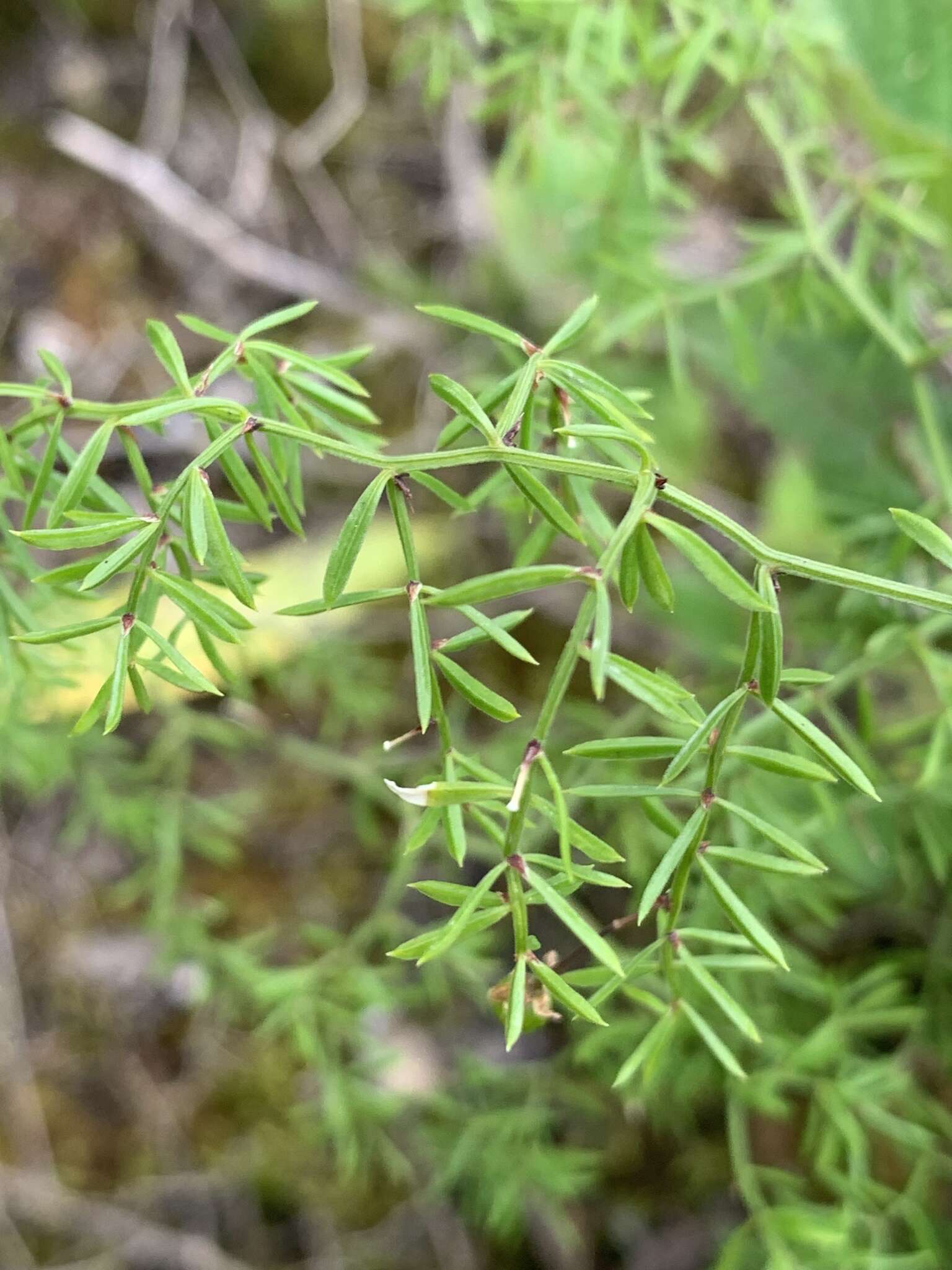 Image of Asparagus ramosissimus Baker