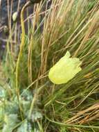 Image of Arctic poppy