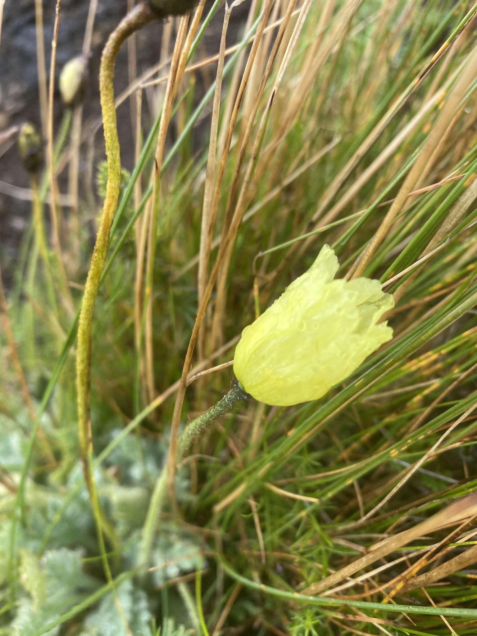 Image of Arctic poppy