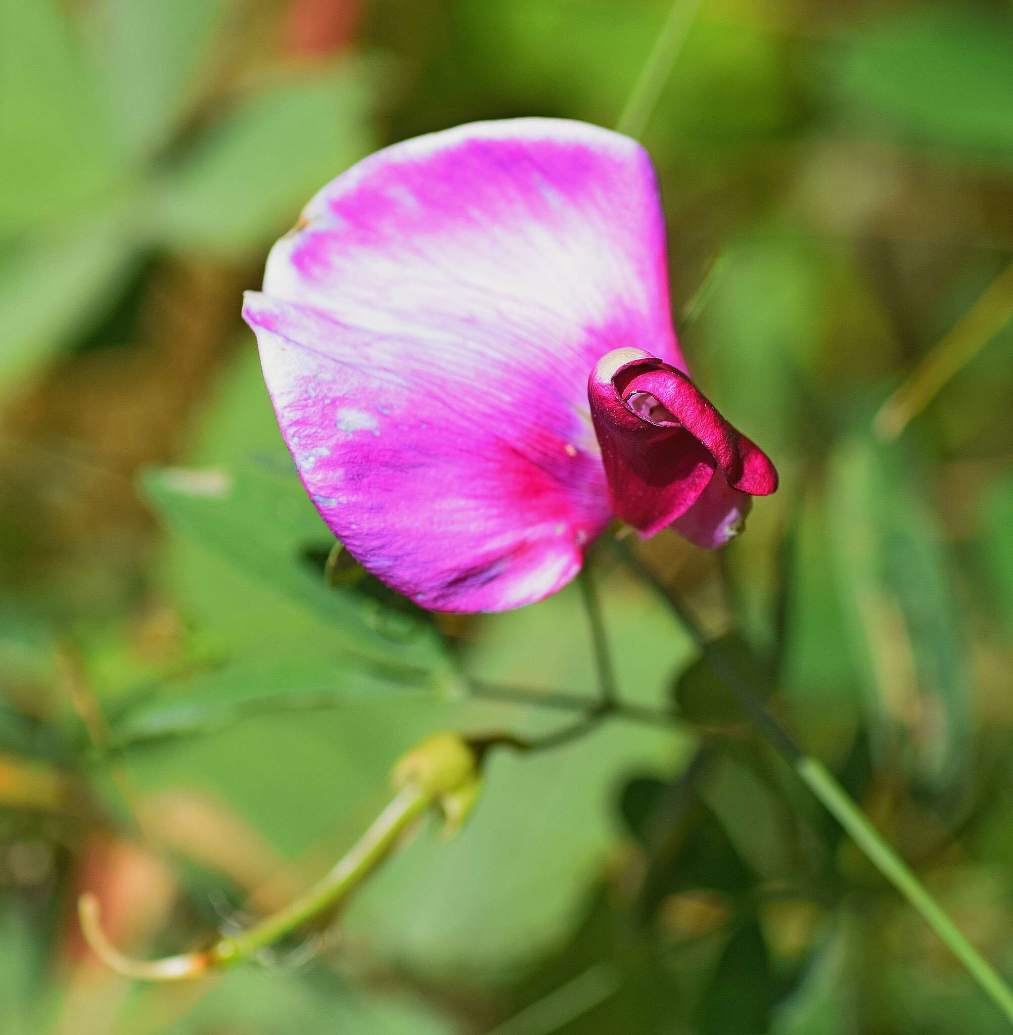 Image of Everlasting-Pea