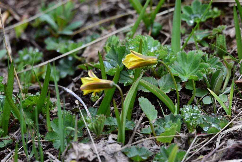 Image of Tulipa heterophylla (Regel) Baker