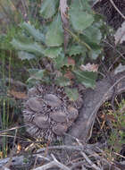 Image of Banksia lemanniana Meissn.