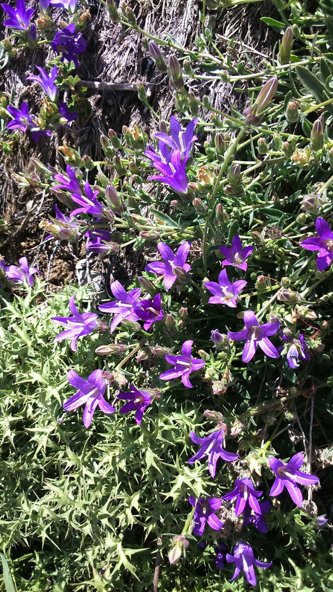 Imagem de Campanula stricta L.