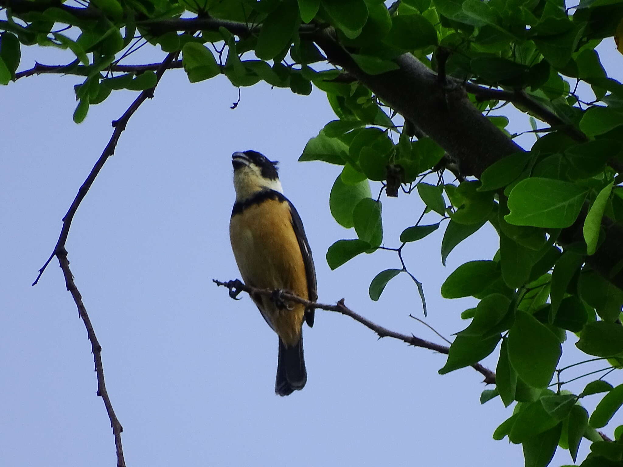 صورة Sporophila torqueola torqueola (Bonaparte 1850)