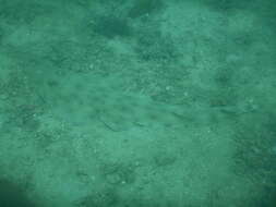 Image of Zanzibar guitarfish