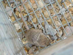 Image of Nelson's pocket mouse