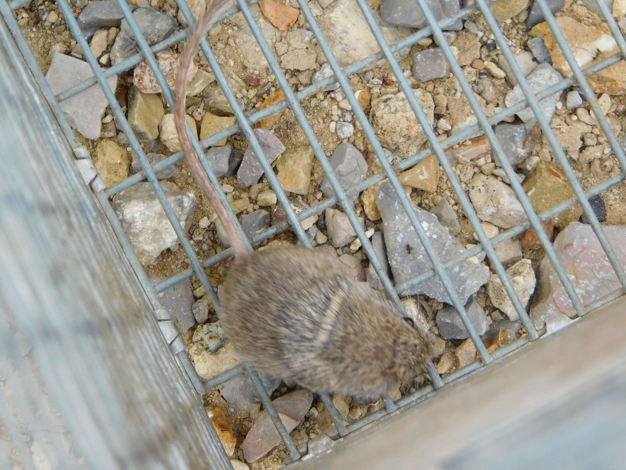 Image of Nelson's pocket mouse