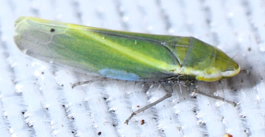 Image of Alconeura (Alconeura) fulminea Lawson 1930