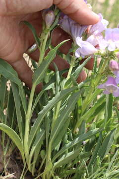 Image of James' beardtongue