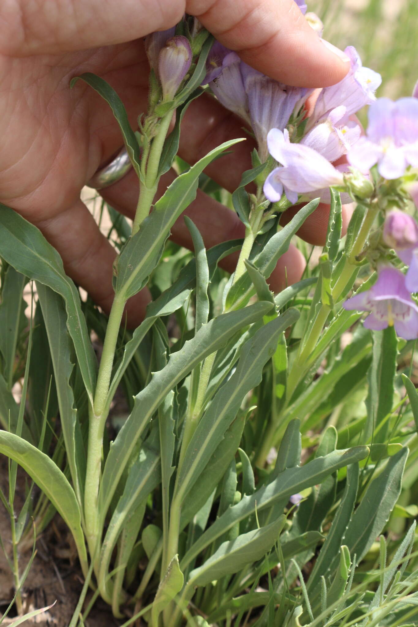 Image of James' beardtongue