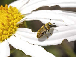 Image de Acmaeodera cisti Wollaston 1862