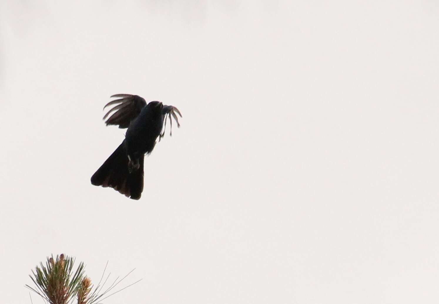 Image of Unicolored Jay