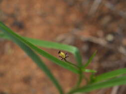 Image of Iphigenia indica (L.) A. Gray ex Kunth