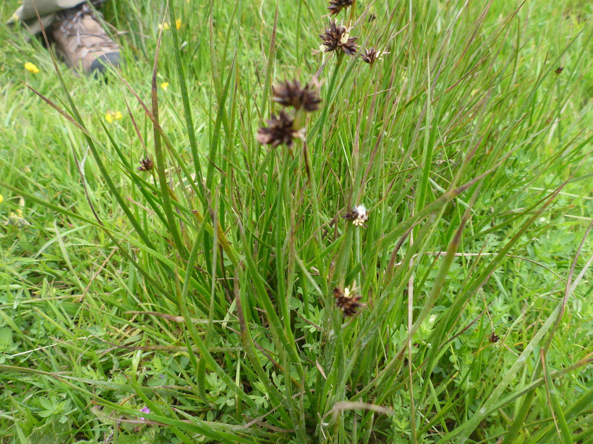 Image de Juncus phaeocephalus var. phaeocephalus