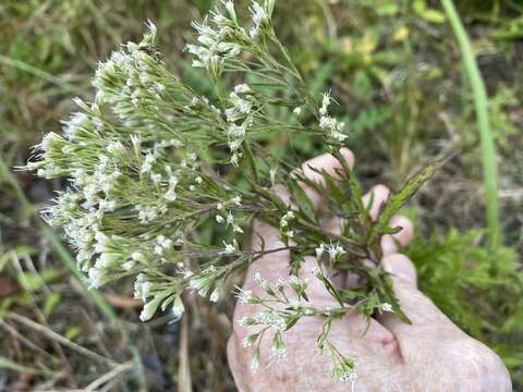 Eupatorium pinnatifidum Ell.的圖片