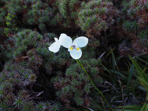 Imagem de Diplarrena latifolia Benth.