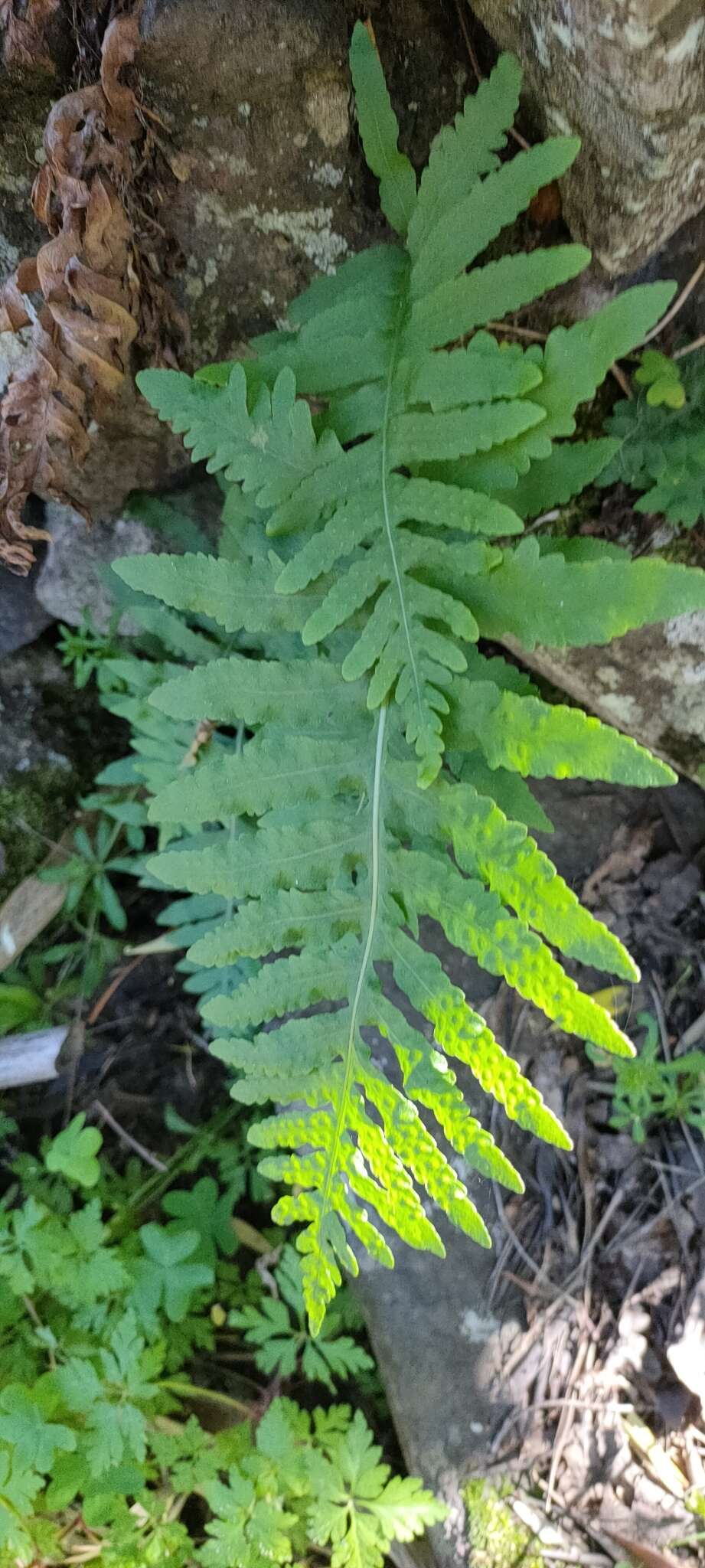 Polypodium cambricum subsp. macaronesicum (Bobrov) Fraser-Jenkins的圖片